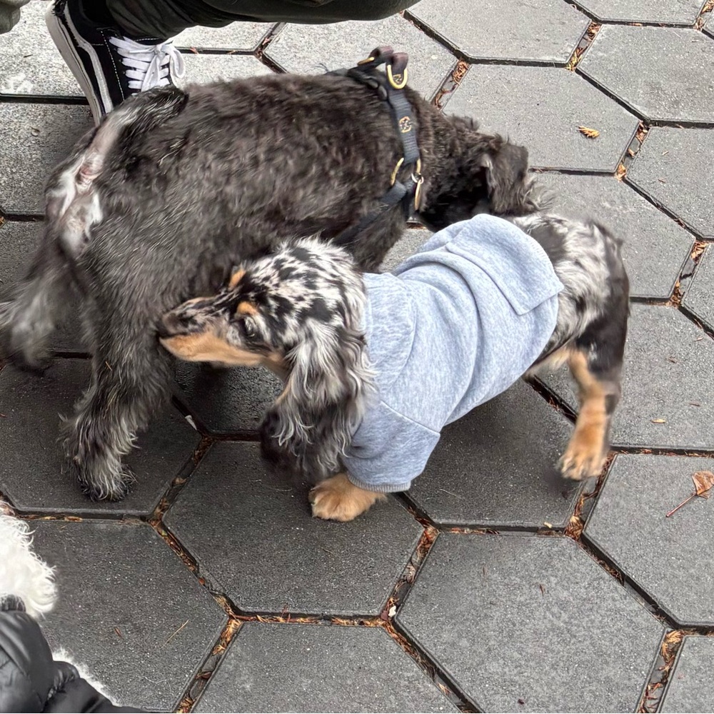 Amazon Gray Dog Hoodie for Small Breeds - Picture 6 of 7